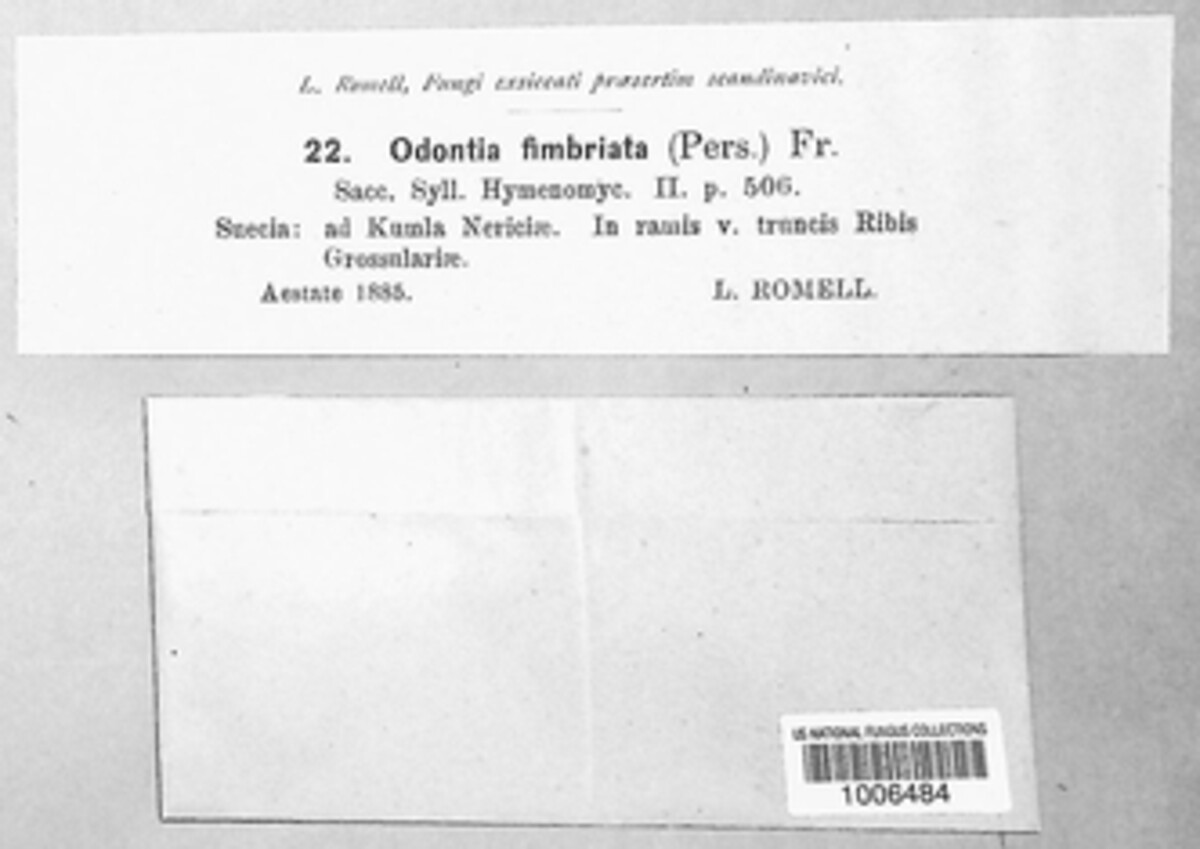 Odontia fimbriata image